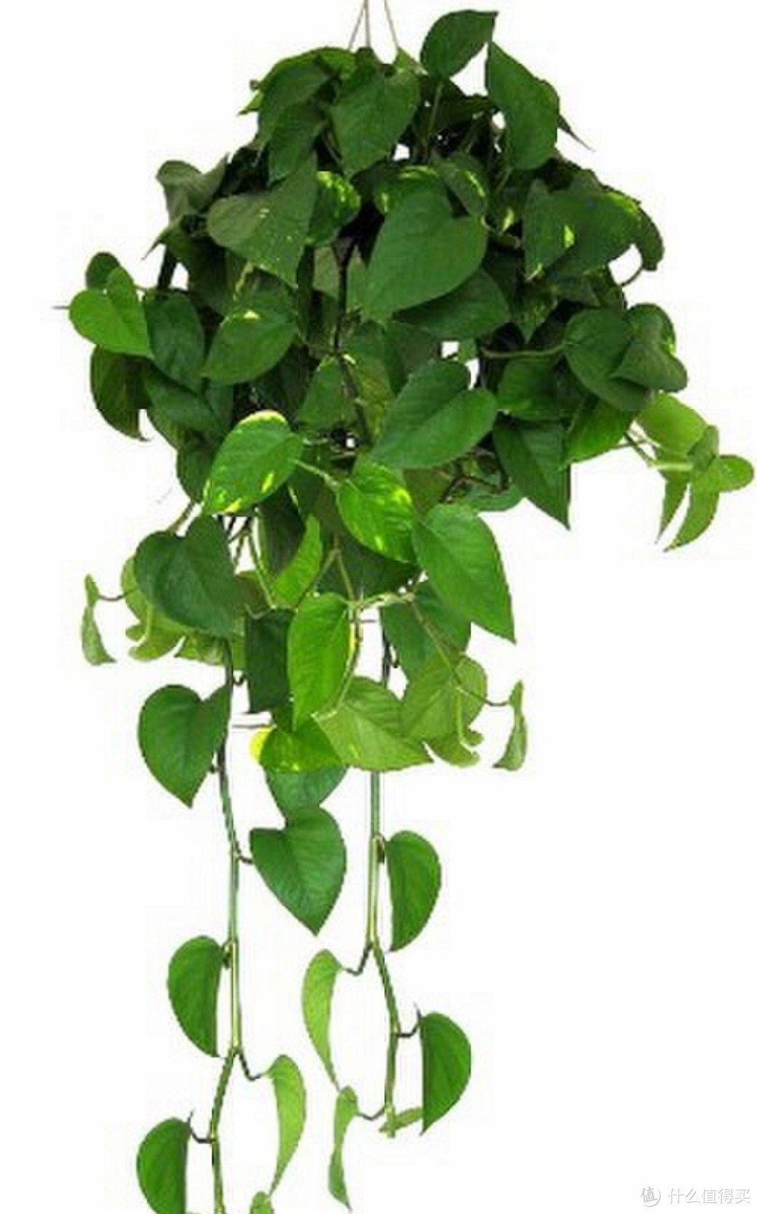 绿萝怎么养才能生长更旺盛做好这些养护技巧才能长得枝繁叶茂