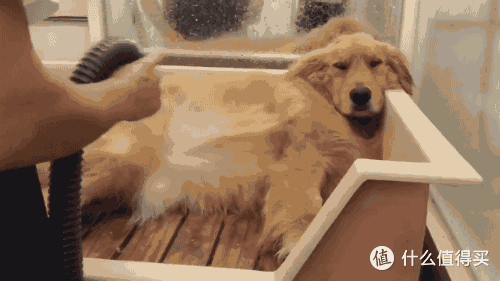 宠物吹水机是智商税吗？宠物吹水机应该怎么选？
