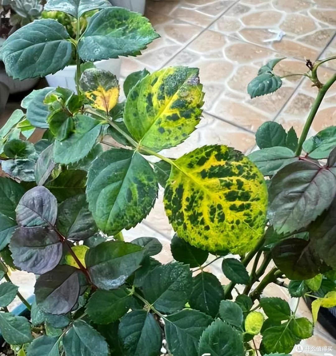 养过上百盆花,总结了5种最“踩坑”品种,不是教训,是反思