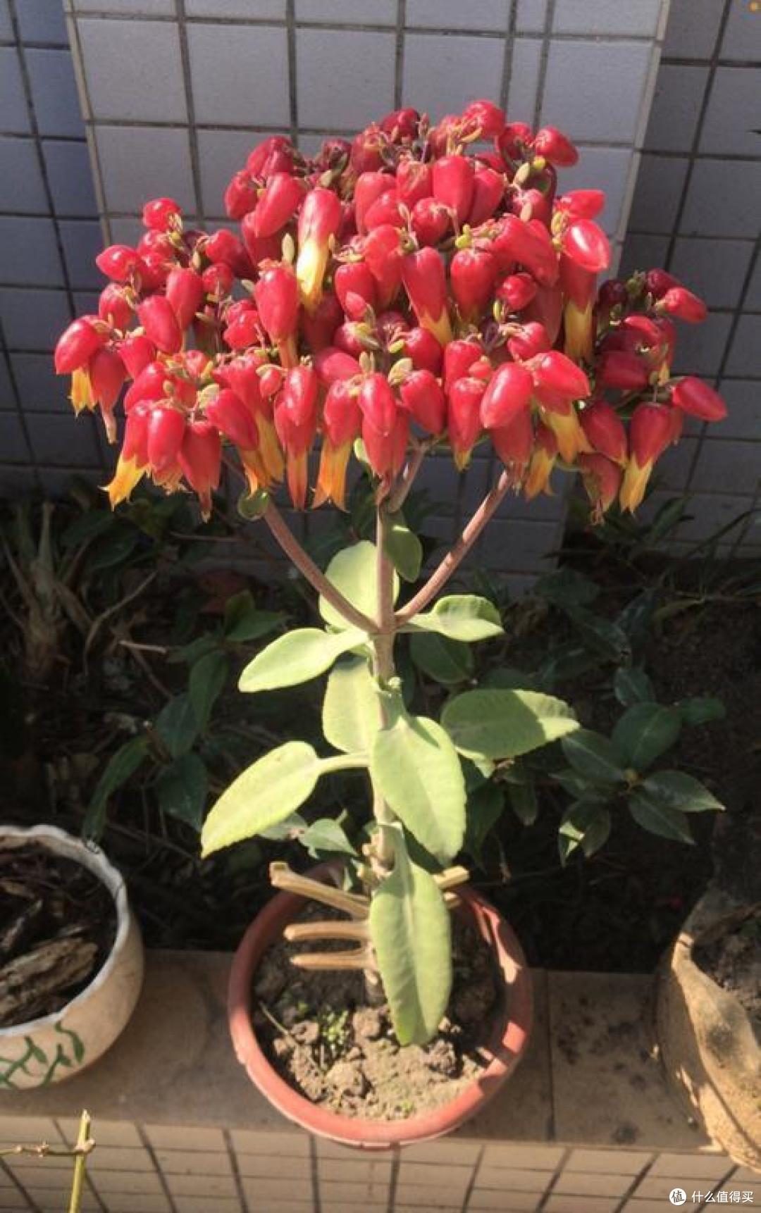 长得丑、但开花美的“3种花”,没想到很好养,一开花惊艳到我了