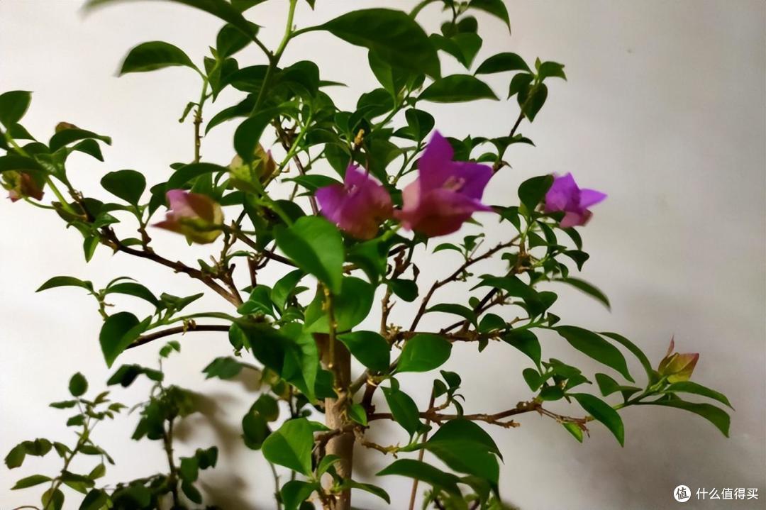 三角梅一定要“暴晒”吗?别搞错了,不然只长叶不开花,还会枯萎