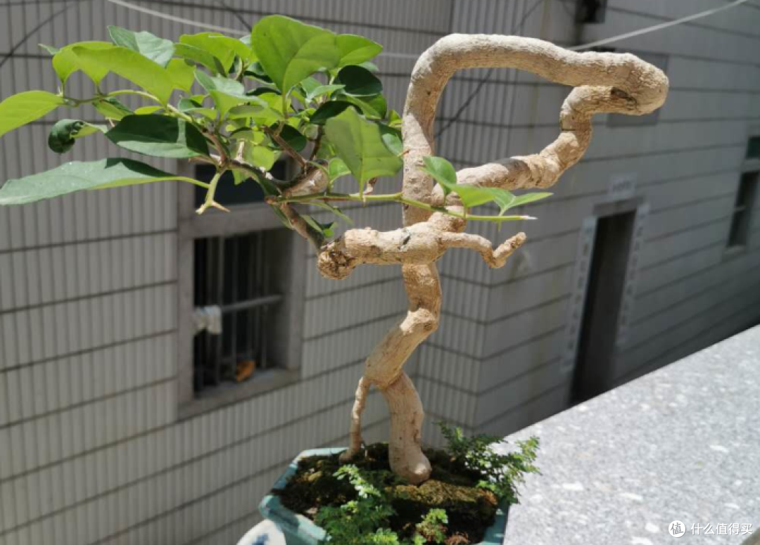 三角梅一定要“暴晒”吗?别搞错了,不然只长叶不开花,还会枯萎