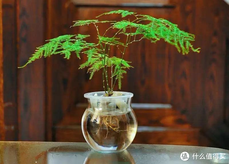 养文竹，只用做好“一点”，苍翠茂盛有活力，郁郁葱葱每一年