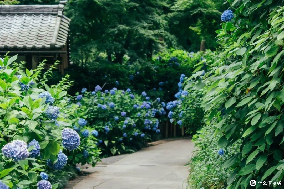 散步镰仓|分享几个值得去的地方