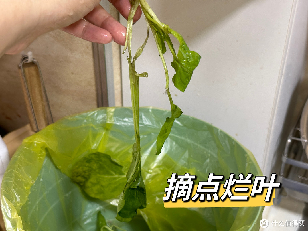 【菠菜保存】免洗、两分钟吃到熟菠菜！