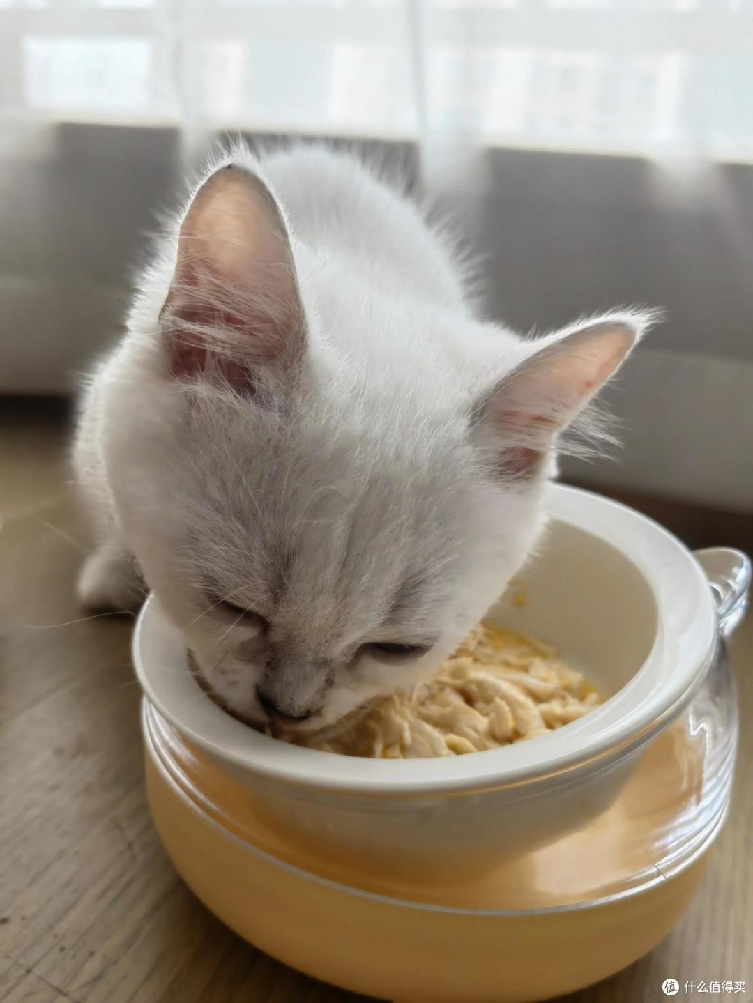 如何自制给猫吃的减肥餐?夏天猫咪食欲不佳怎么办?猫咪减肥系列6