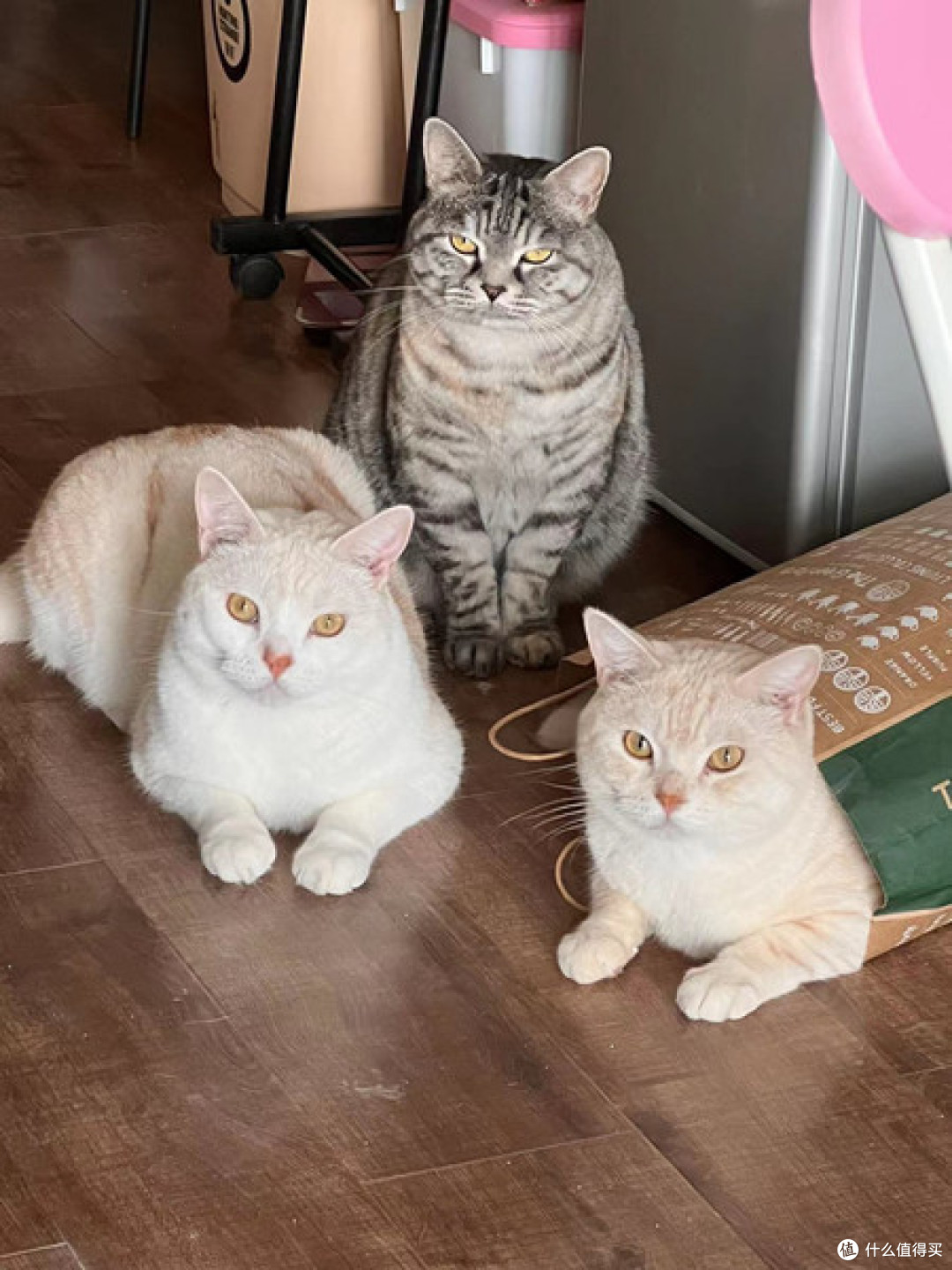 采用节食法给猫咪减肥,有哪些细节需要注意?猫咪减肥系列8