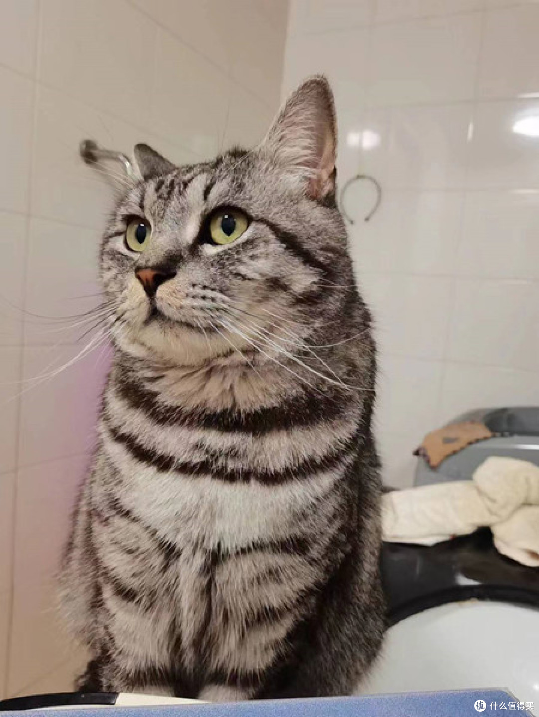 上了年纪的猫想要减肥,该注意些什么?猫咪减肥系列9
