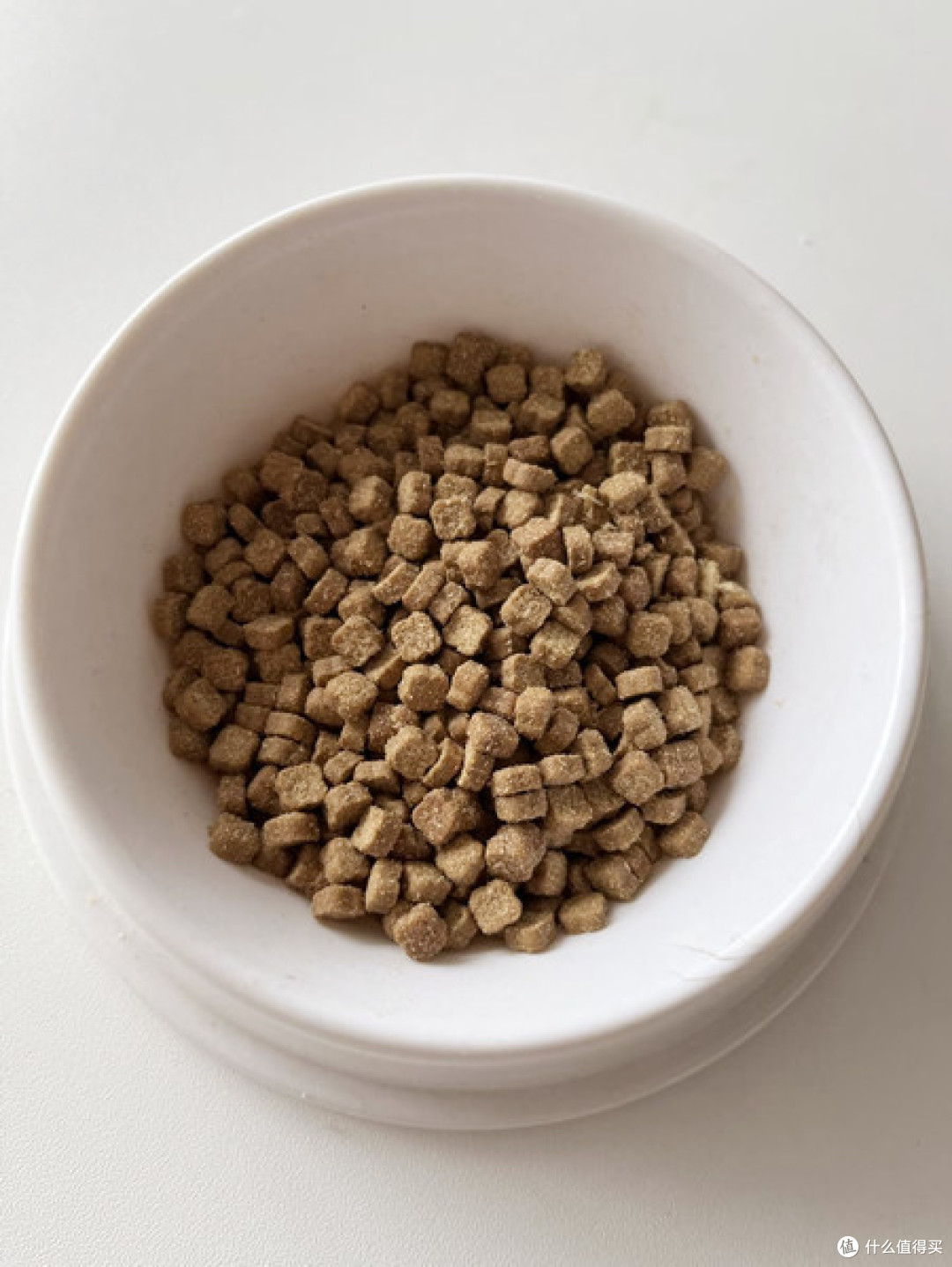 上了年纪的猫想要减肥,该注意些什么?猫咪减肥系列9