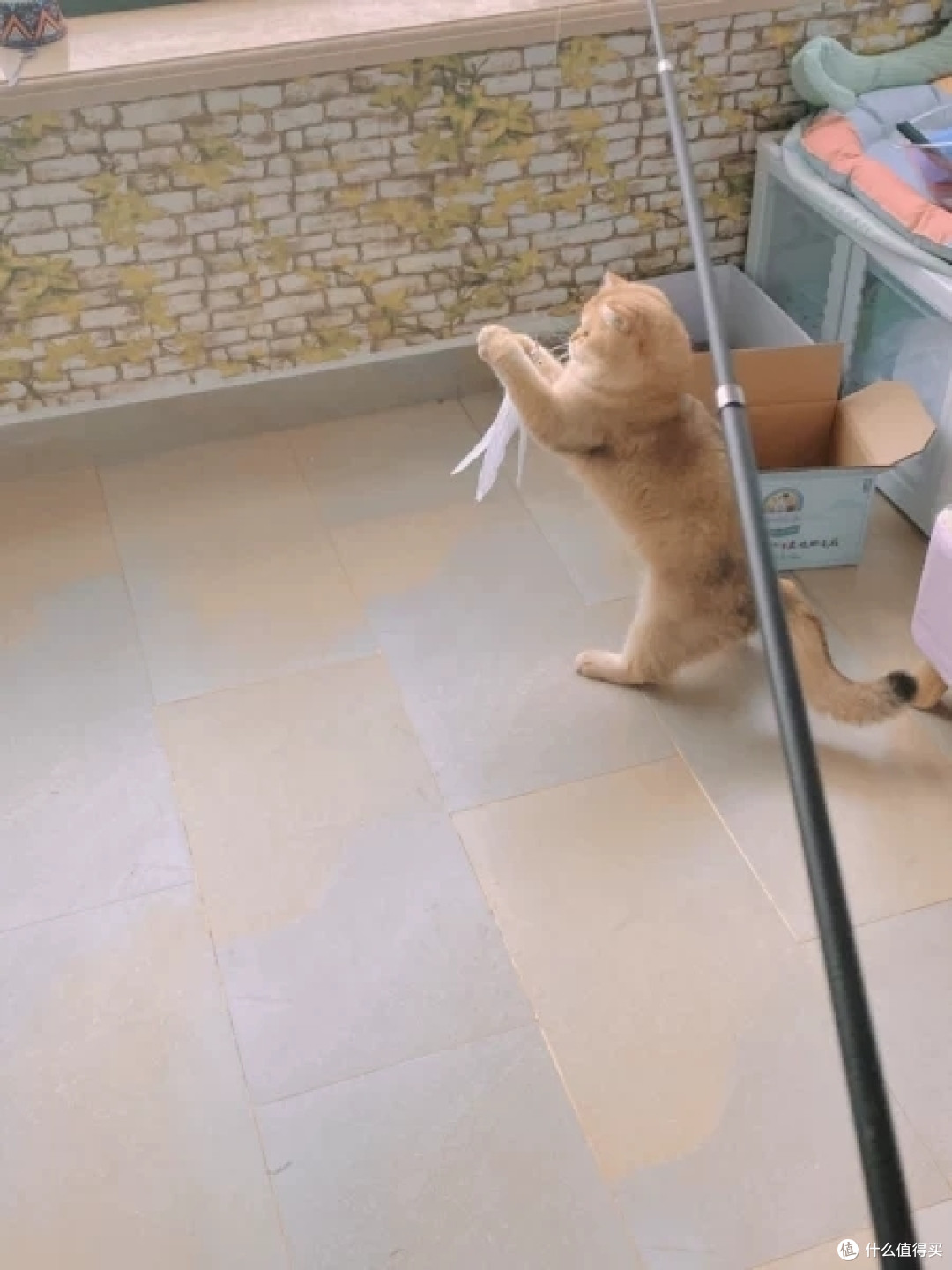 上了年纪的猫想要减肥,该注意些什么?猫咪减肥系列9