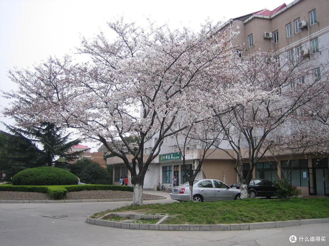 上海交通大学看樱花/交大闵行校区/高考学子中的理想校园是怎样的？校园回忆