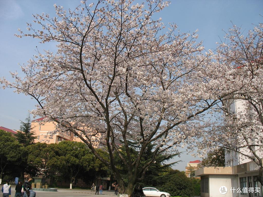 上海交通大学看樱花/交大闵行校区/高考学子中的理想校园是怎样的？校园回忆