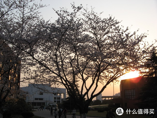 上海交通大学看樱花/交大闵行校区/高考学子中的理想校园是怎样的？校园回忆