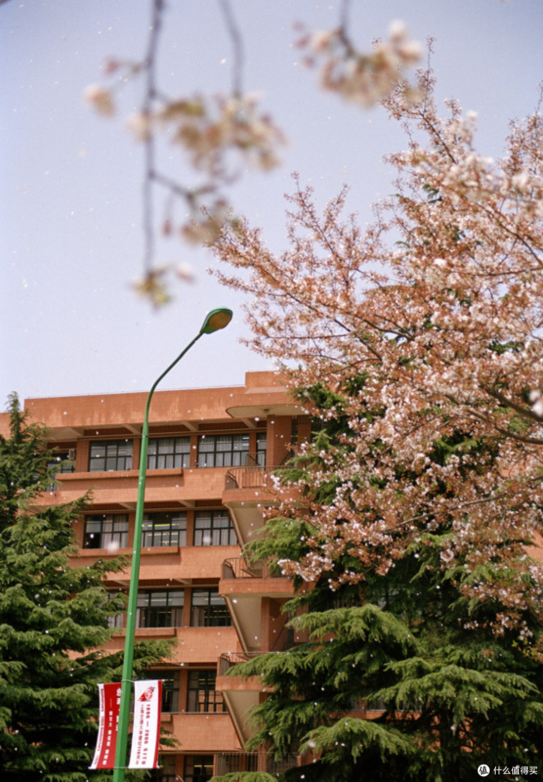 上海交通大学看樱花/交大闵行校区/高考学子中的理想校园是怎样的?