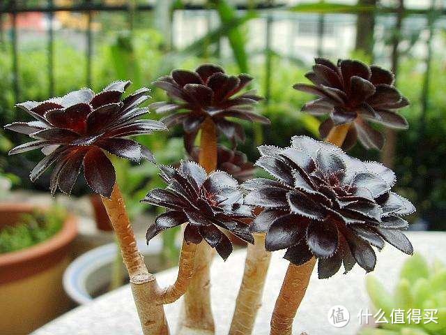 夏天盆栽这4种植物，“懒养”比“勤养”好，可得管好自己的手