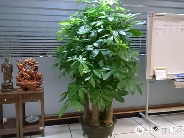 夏天盆栽这4种植物，“懒养”比“勤养”好，可得管好自己的手