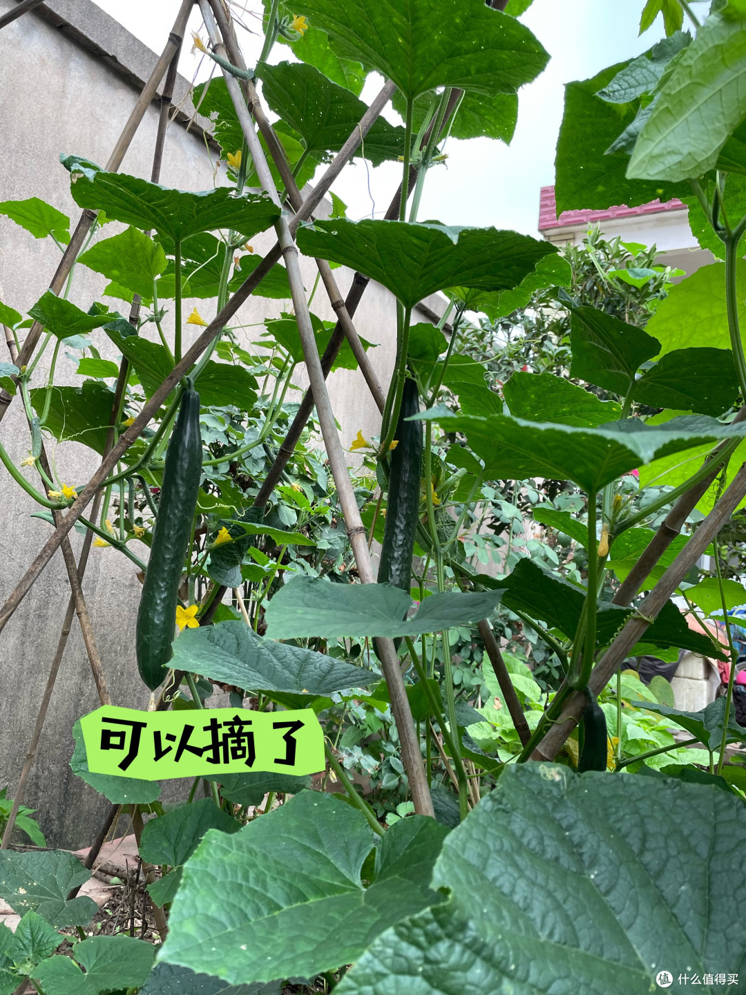 农村的风景并不惊艳,却藏着惬意的生活