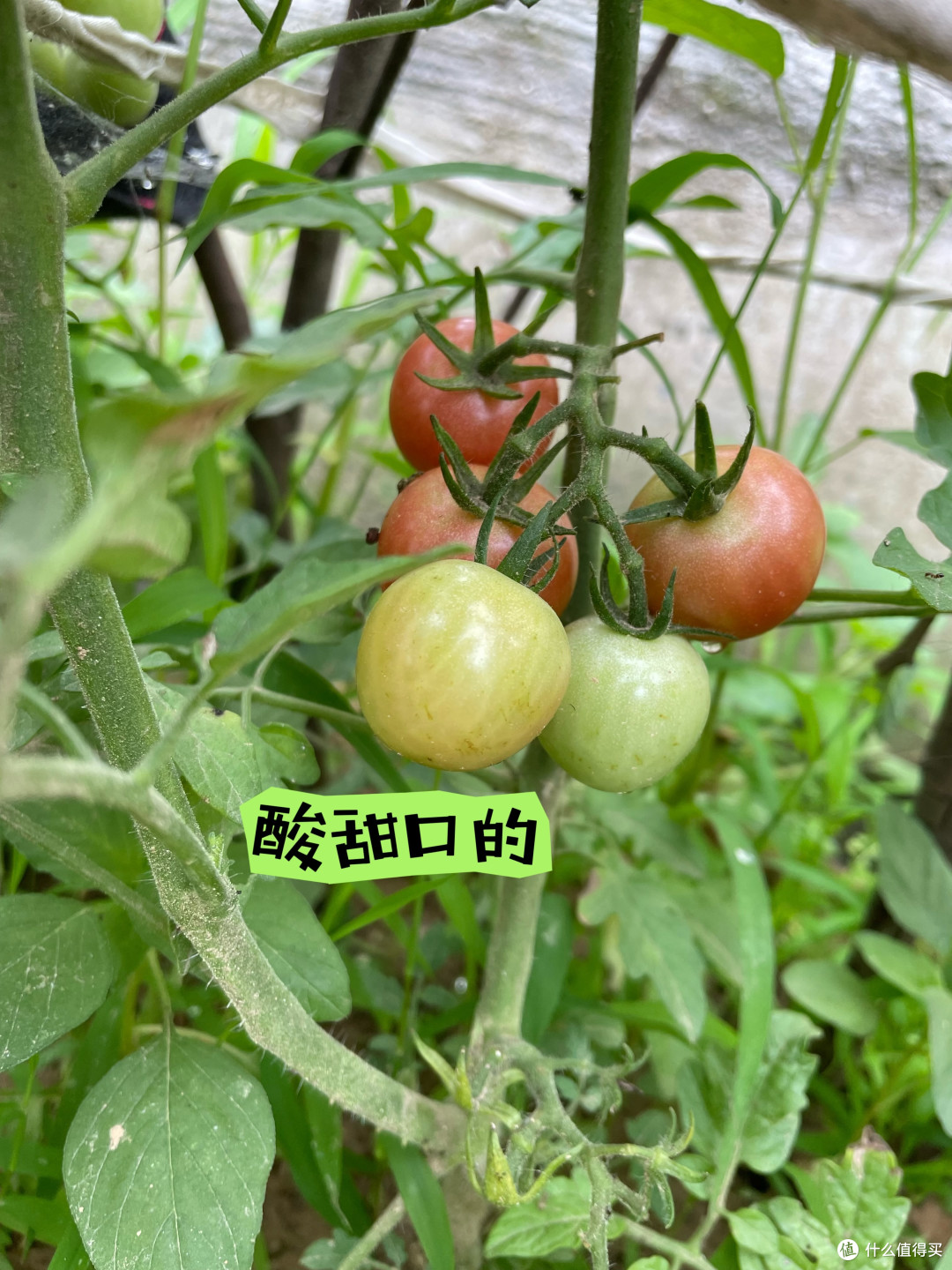 农村的风景并不惊艳,却藏着惬意的生活