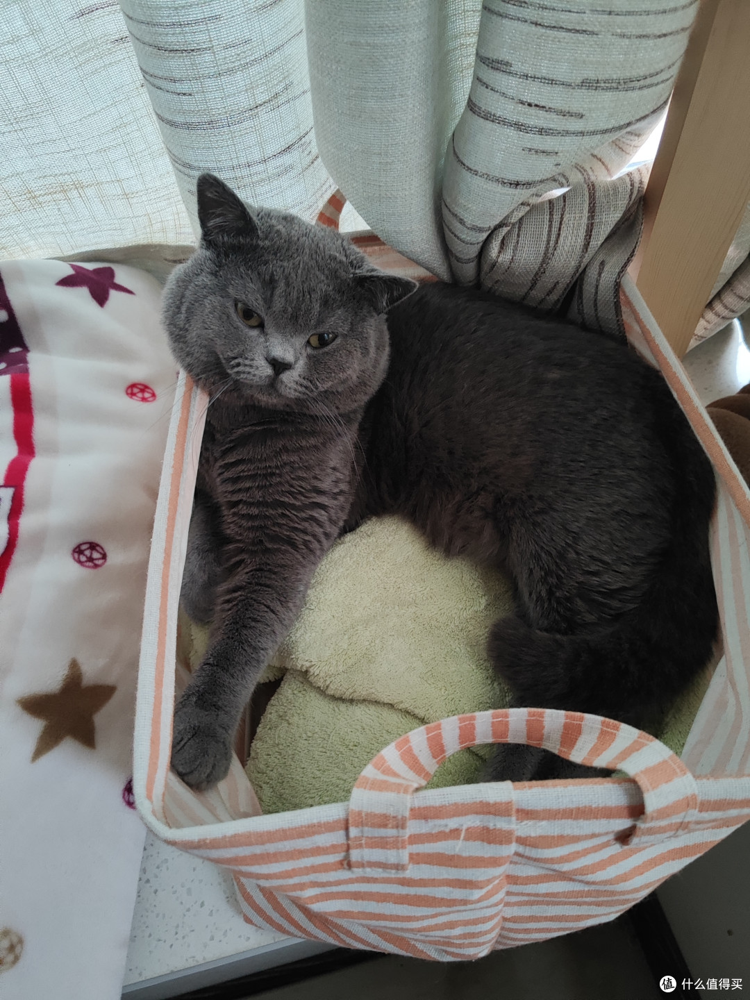 脏衣篓才是最受欢迎的猫窝!