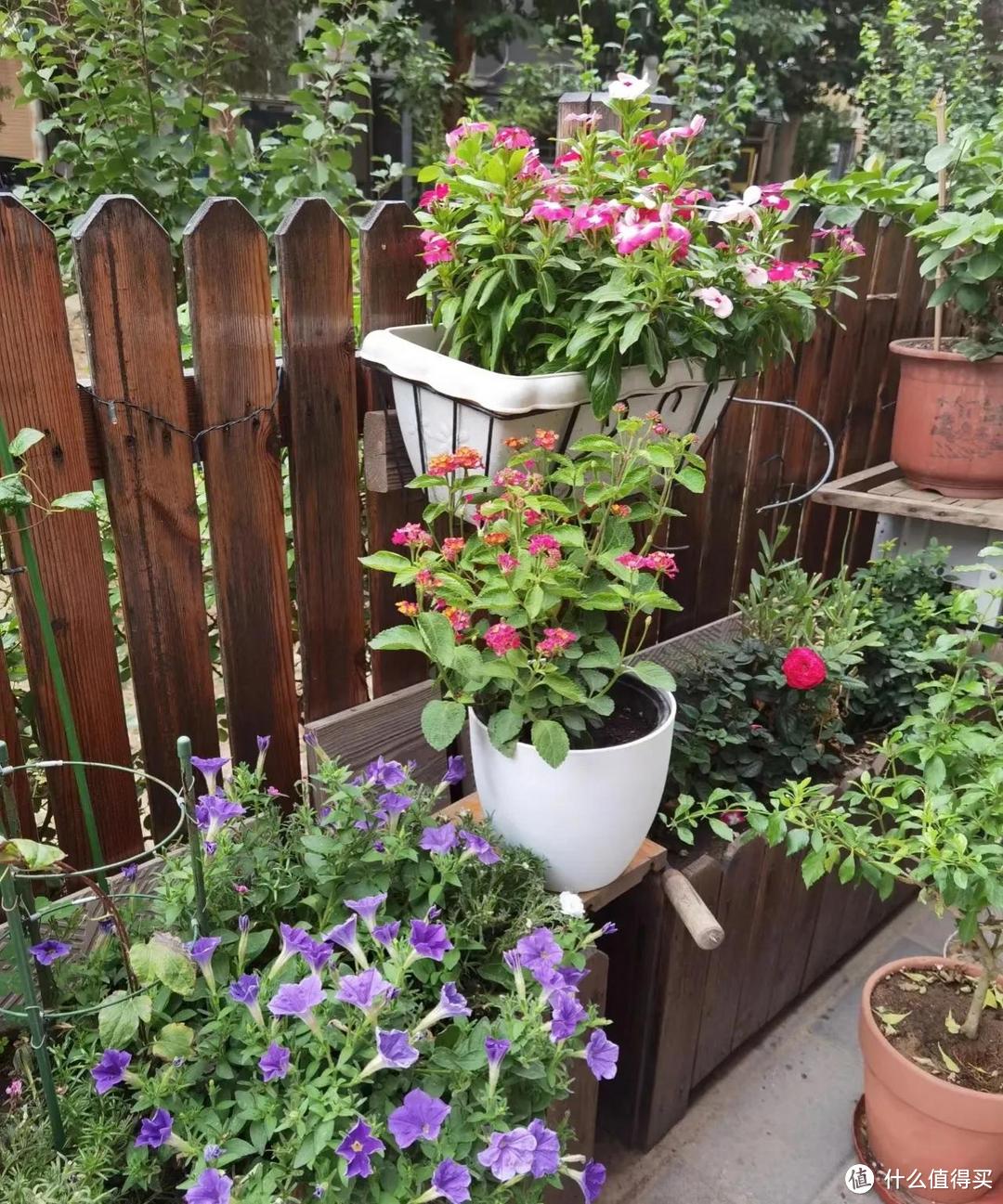 北京38岁姐姐的“养花小院”，种满各种花草，太“治愈”了