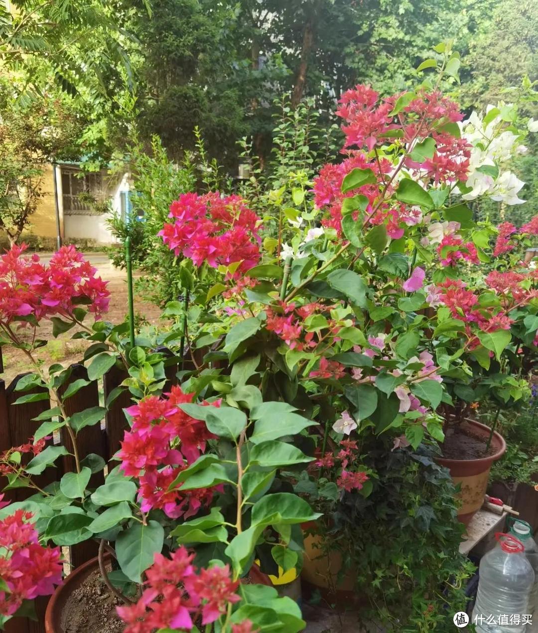北京38岁姐姐的“养花小院”，种满各种花草，太“治愈”了