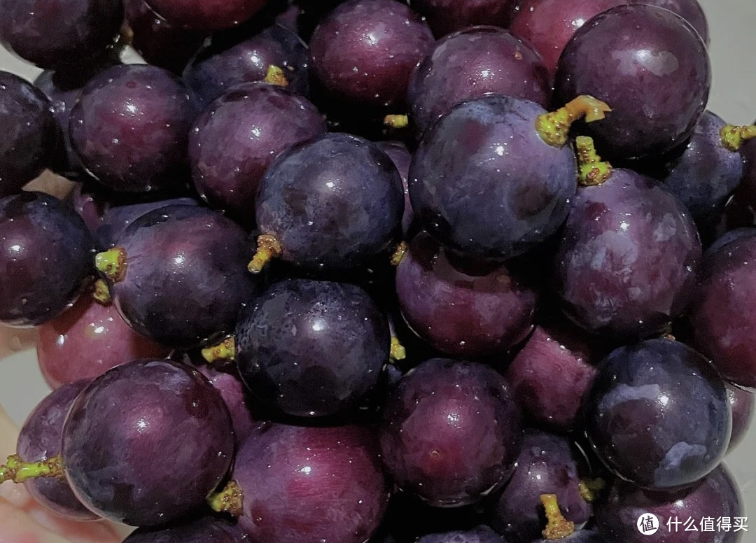 上市最早的夏黑葡萄，周末一起采摘吧！