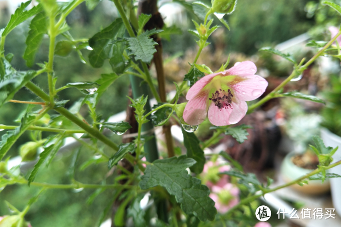 梅雨季节，露养植物不能掉以轻心，注意“5”事项，花儿长得旺
