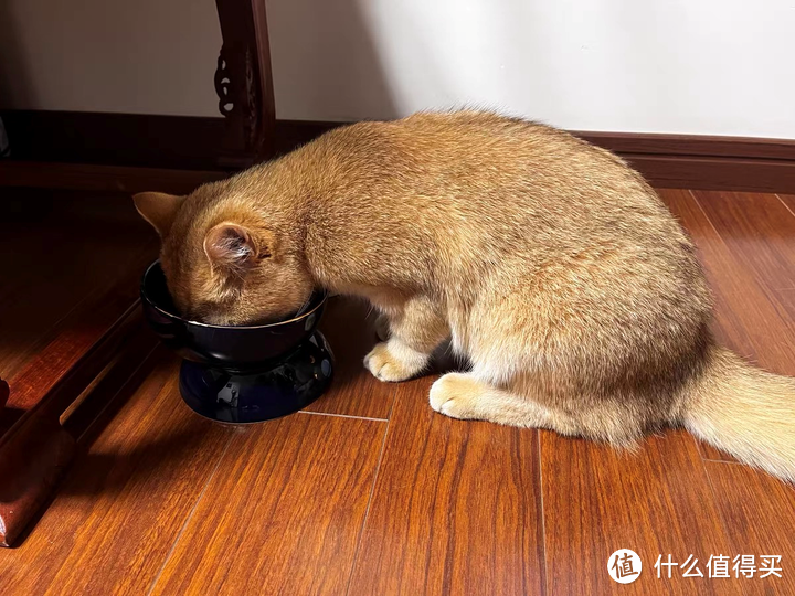 跟风入的4款没踩雷的猫粮！优质猫粮推荐