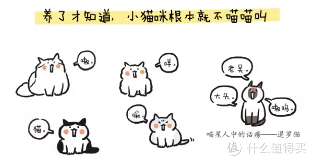 《养了猫，我就后悔了》？？？不，我不后悔！