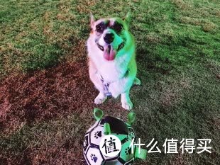 快乐之球，陪伴无限——HOOPET狗玩具球给宠物带来欢乐时光