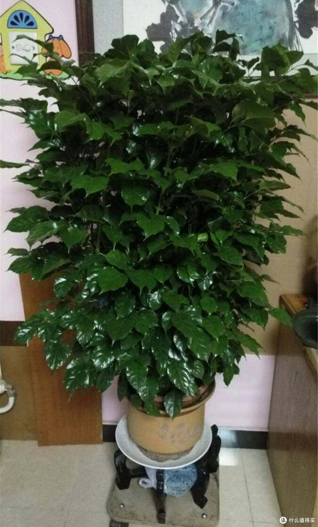 养好幸福树,做好这几个重点,幸福树枝繁叶茂