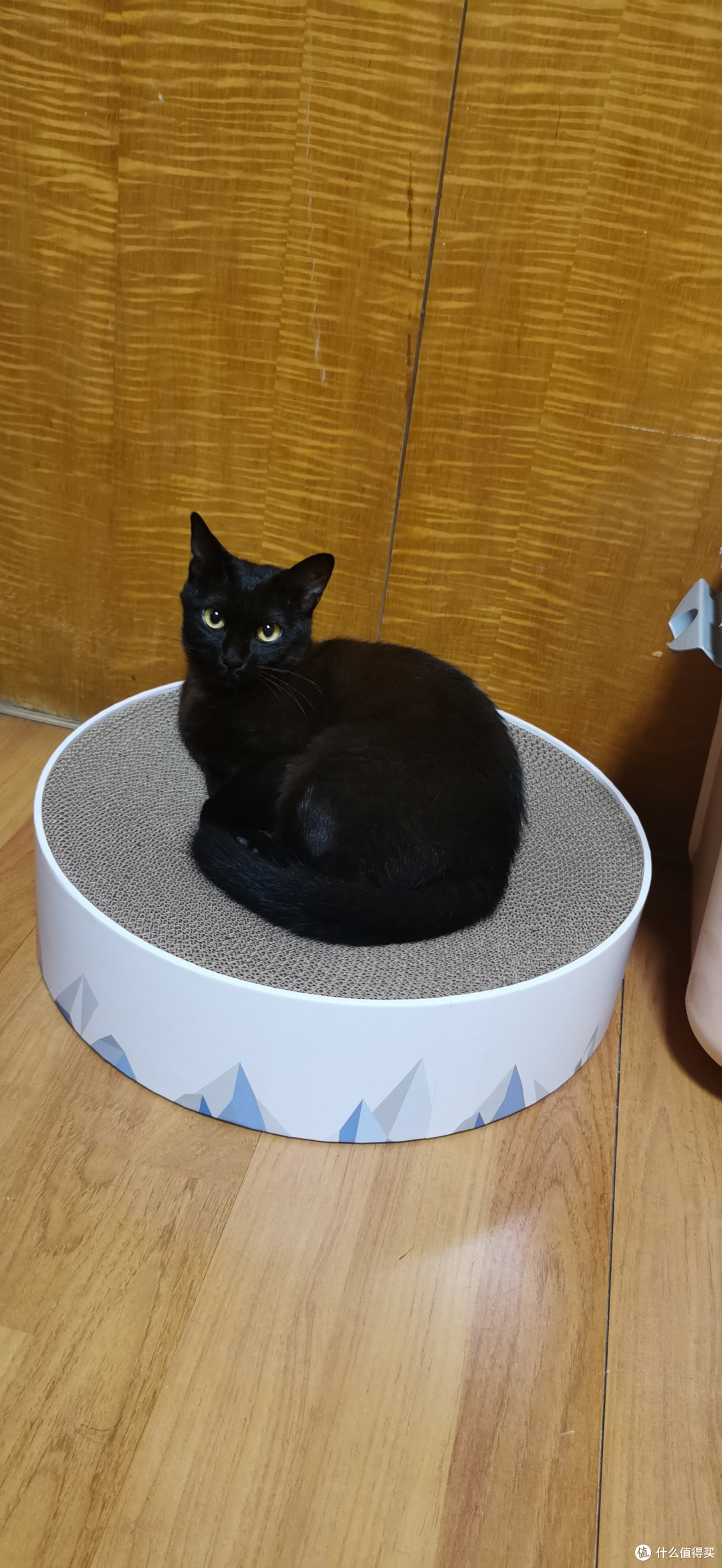 猫抓板真的越硬越好?喵喵偏喜欢软的~