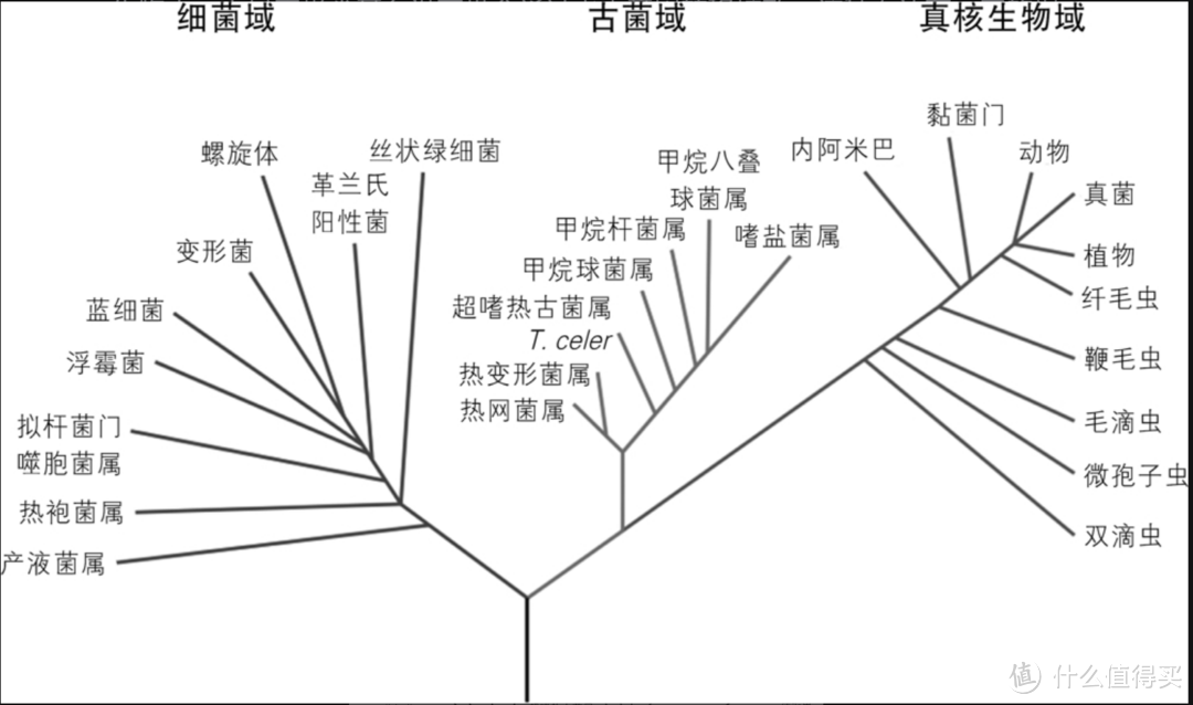 三域生命树