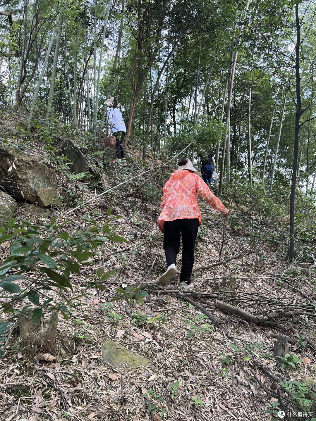 五点多就去山里采摘金蝉花