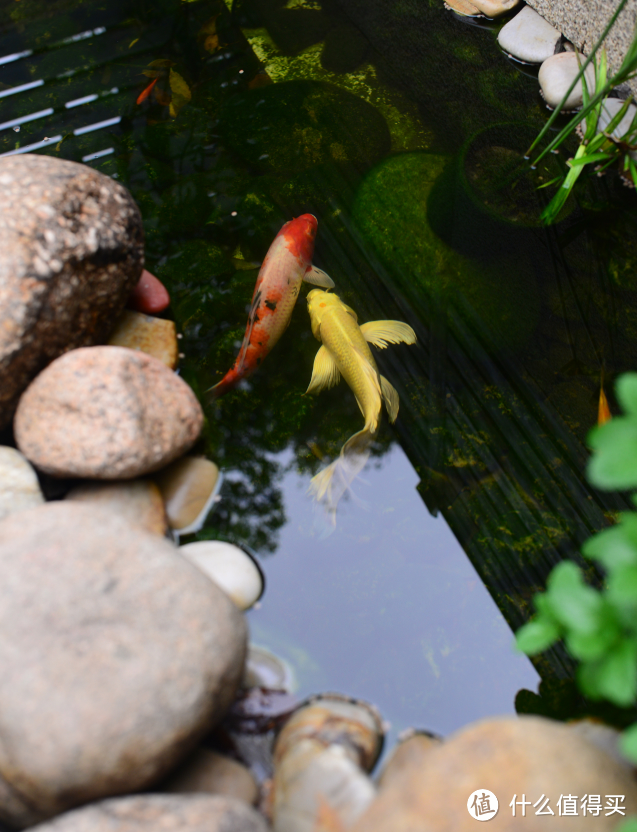 苏州33岁太太，花10000元，在小院建“原生态鱼池”，快来围观