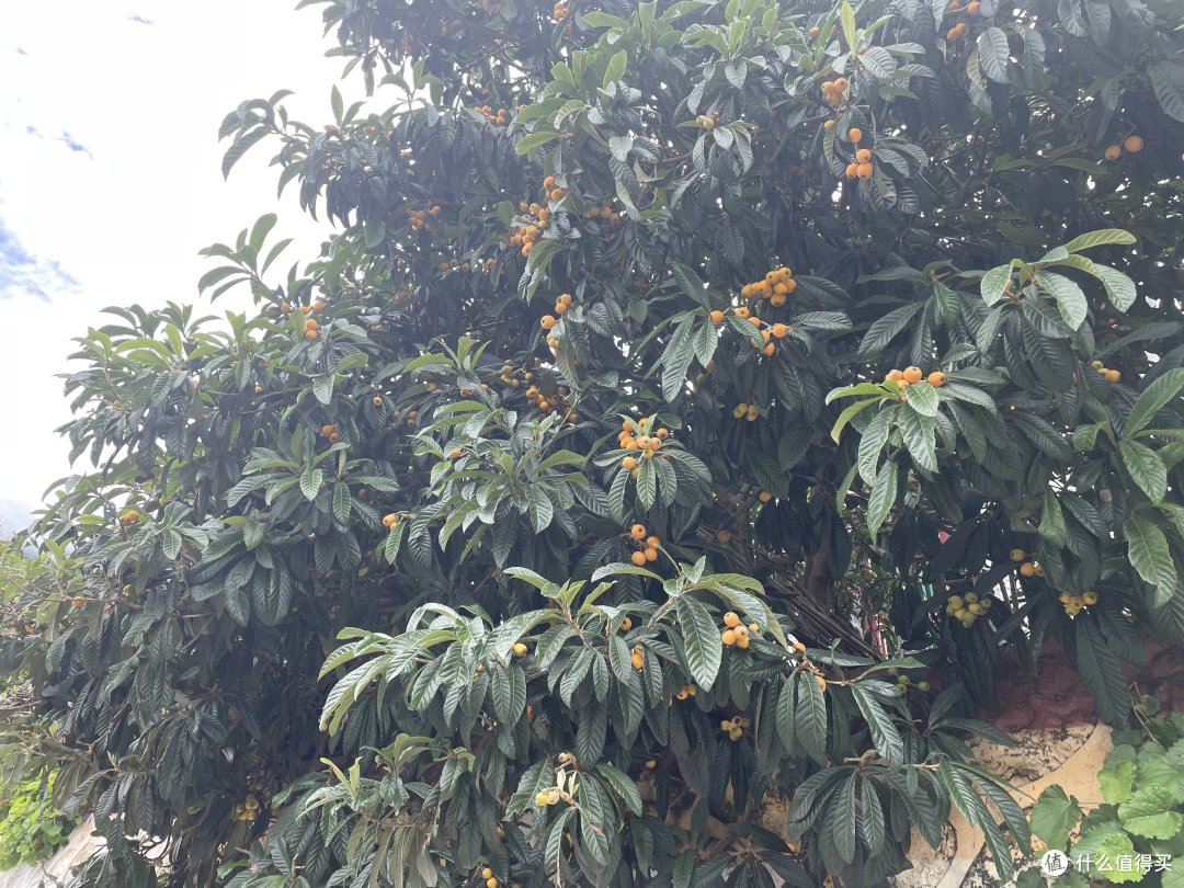 枇杷树