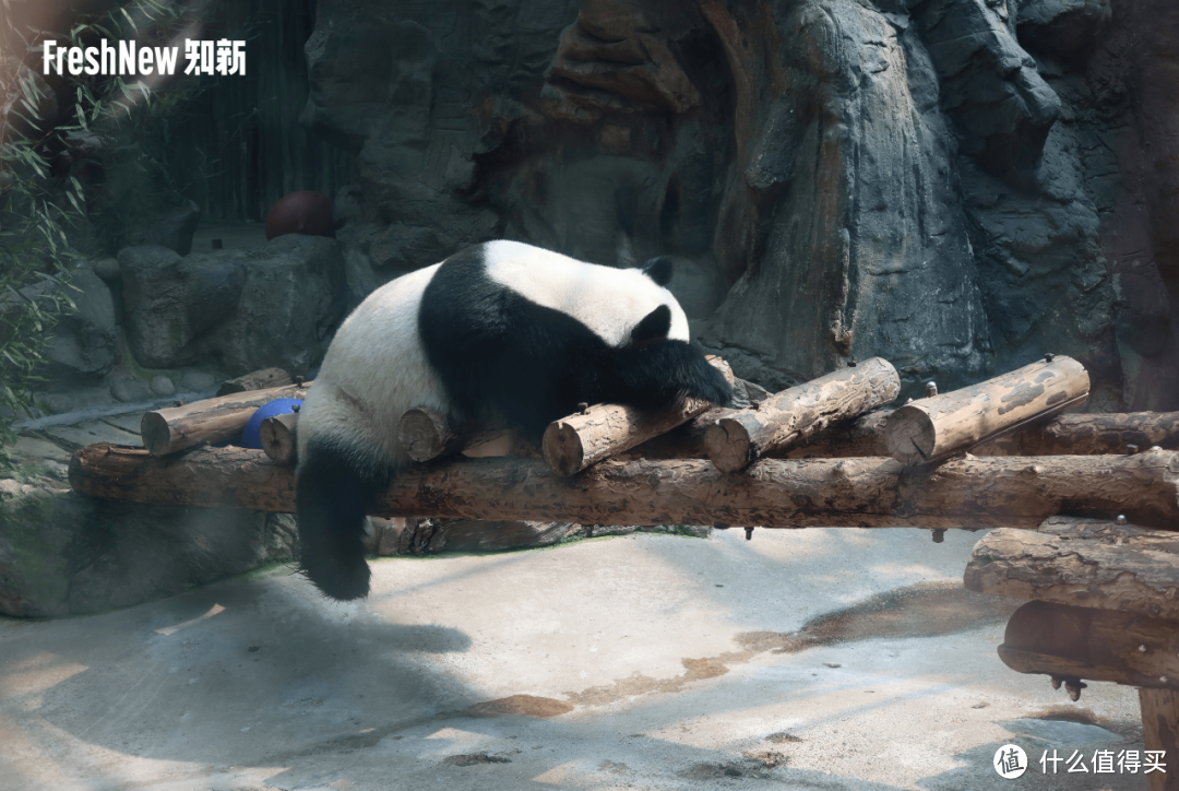 (中奖名单公布)和小编一起用镜头捕捉:动物园里有什么?|「新」好奇