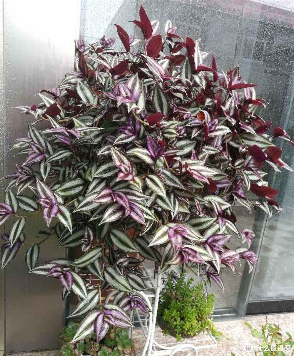 3种美丽花,随便扦插就能活,疯长一大片,清新茂盛,家里环境好