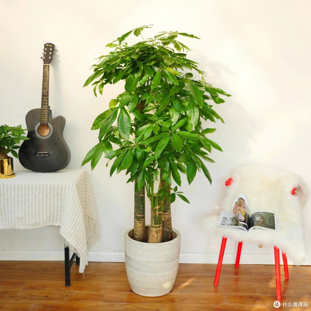 俗语“客厅有树,幸福永驻”!6种吉祥树,好养又显贵气,别错过