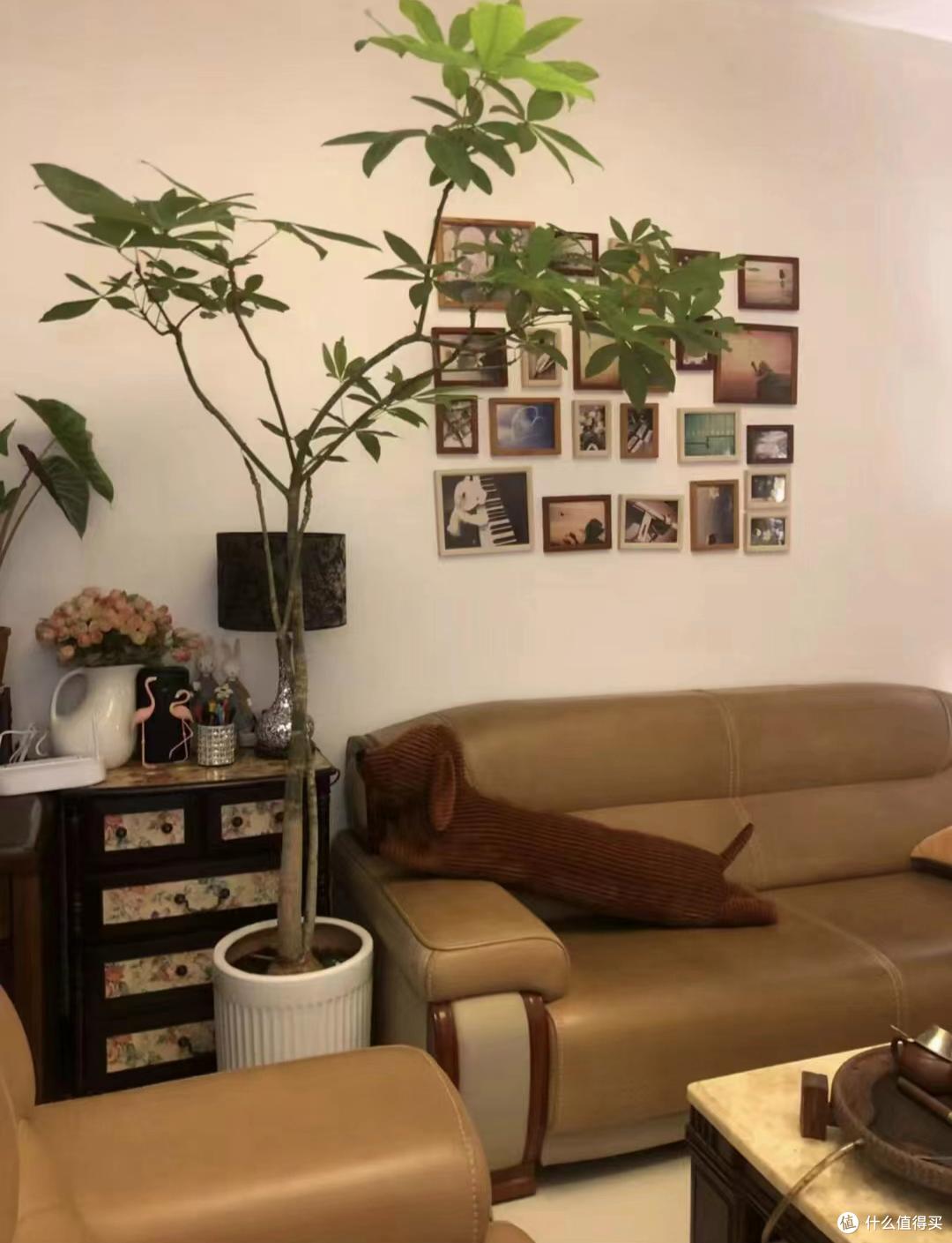 俗语“客厅有树,幸福永驻”!6种吉祥树,好养又显贵气,别错过
