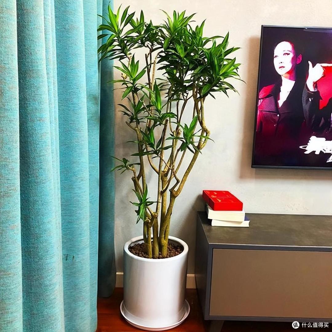 俗语“客厅有树,幸福永驻”!6种吉祥树,好养又显贵气,别错过