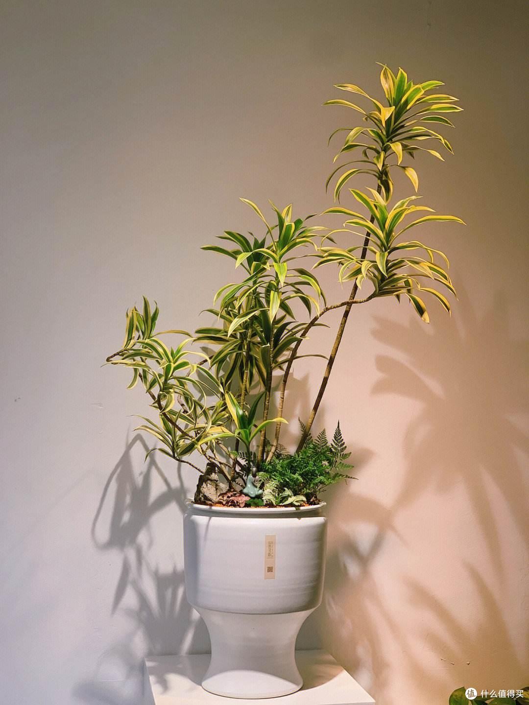 俗语“客厅有树,幸福永驻”!6种吉祥树,好养又显贵气,别错过