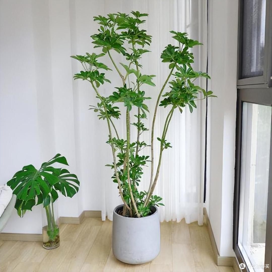 俗语“客厅有树,幸福永驻”!6种吉祥树,好养又显贵气,别错过