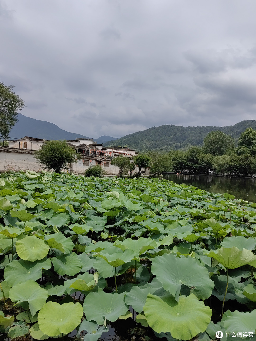 接天莲叶无穷碧