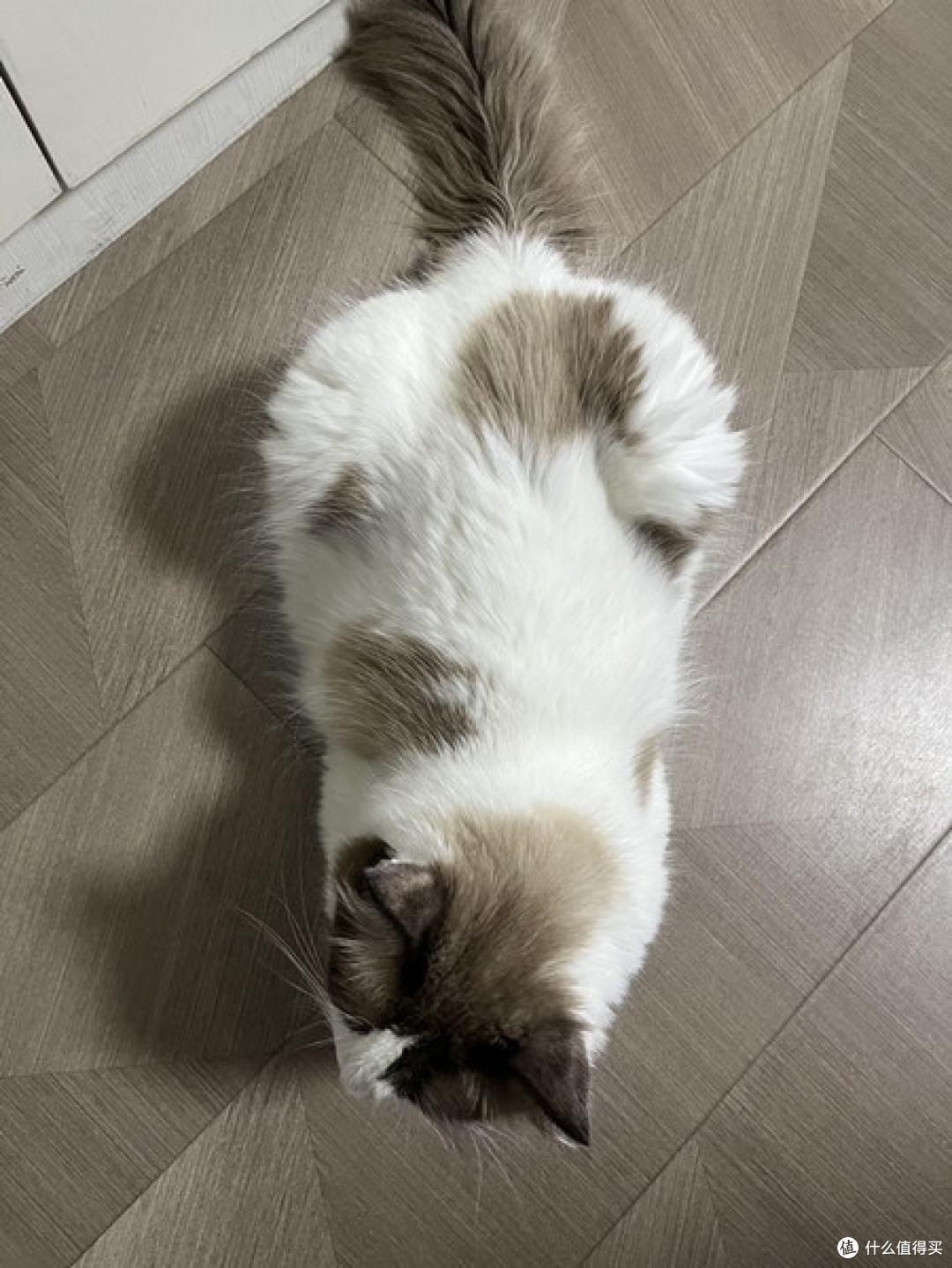 上了年纪的猫想要减肥,该注意些什么?猫咪减肥系列9