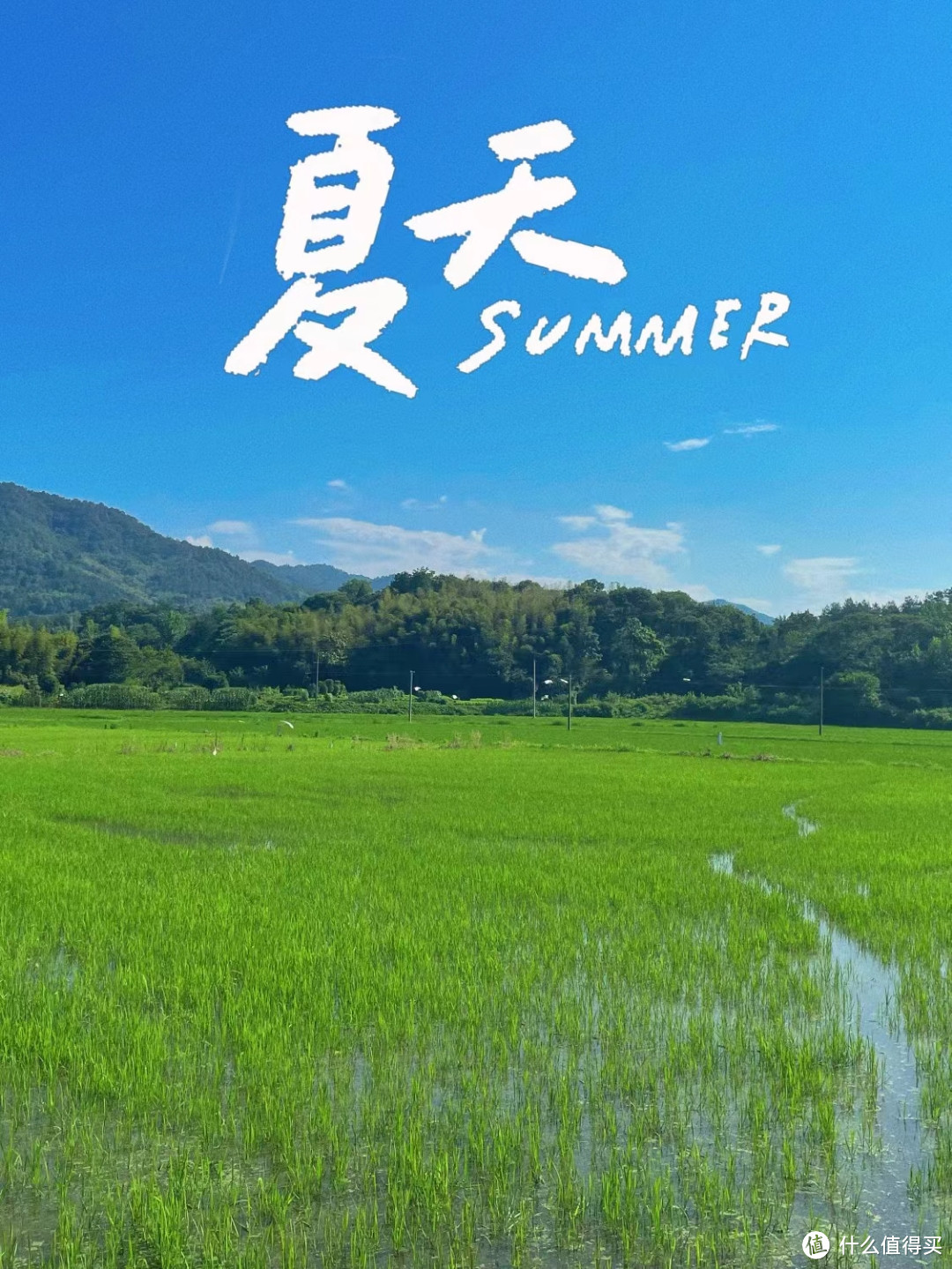      夏日特辑-有阳光，玉米，水稻，才是夏天的感觉！