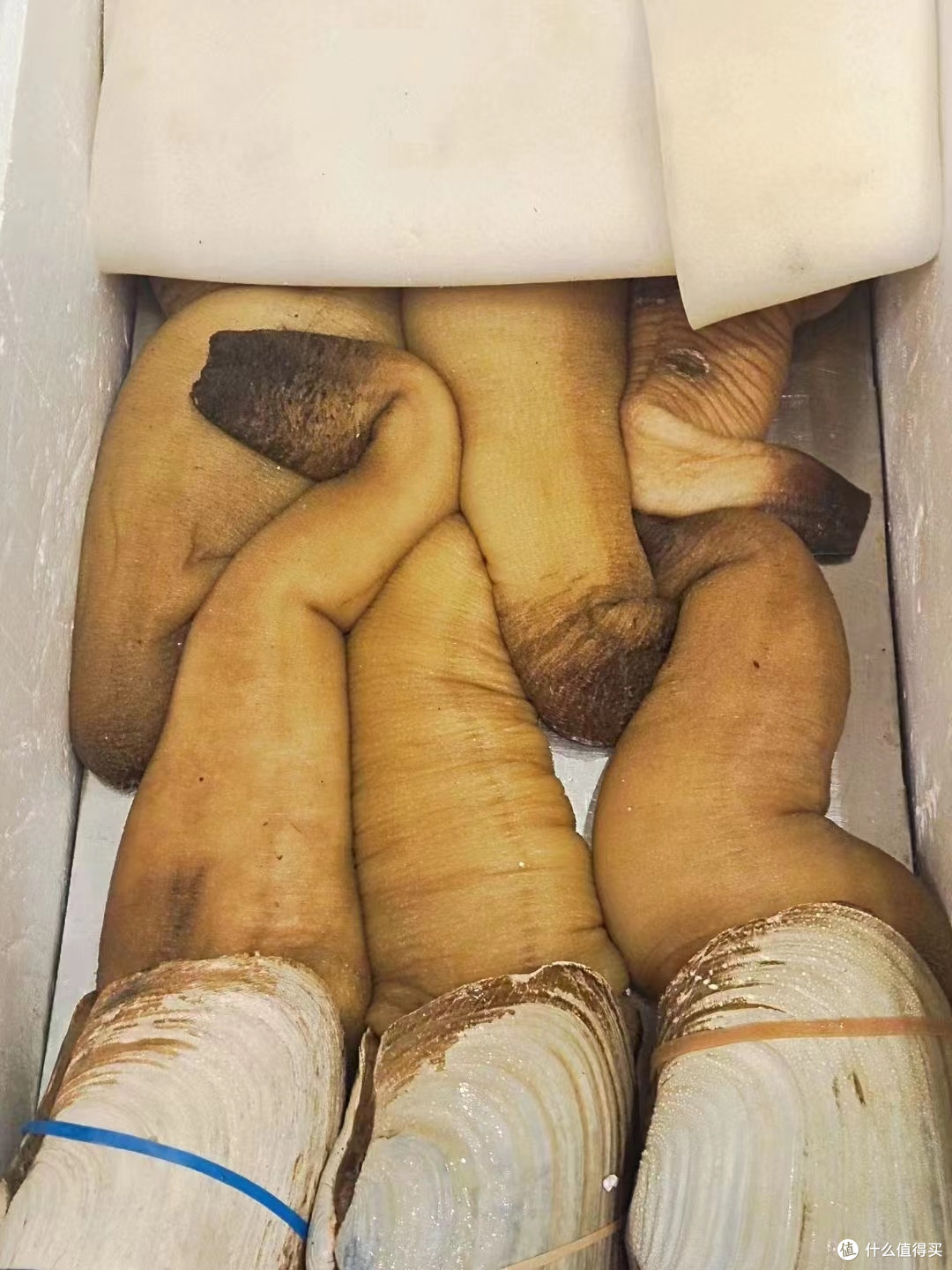 品相一般的象拔蚌。