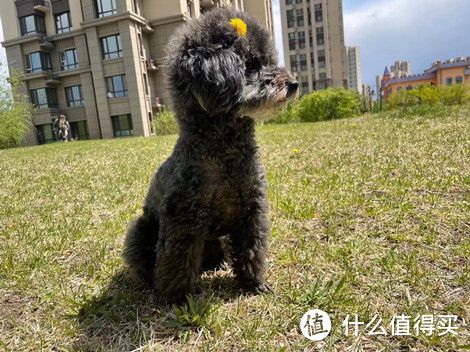 泰迪几岁吃老年犬狗粮？