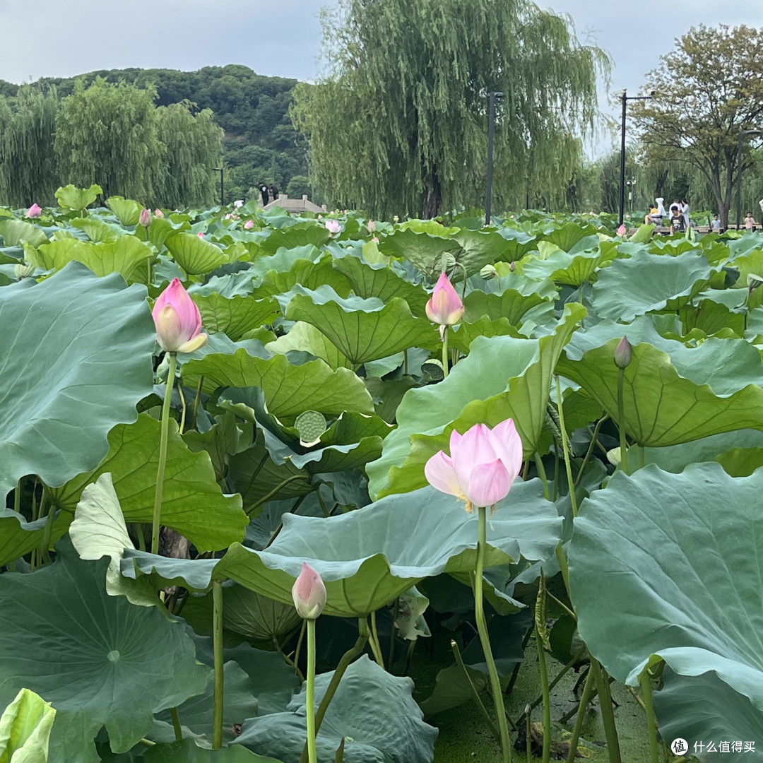 这个夏天,来一场荷花之旅