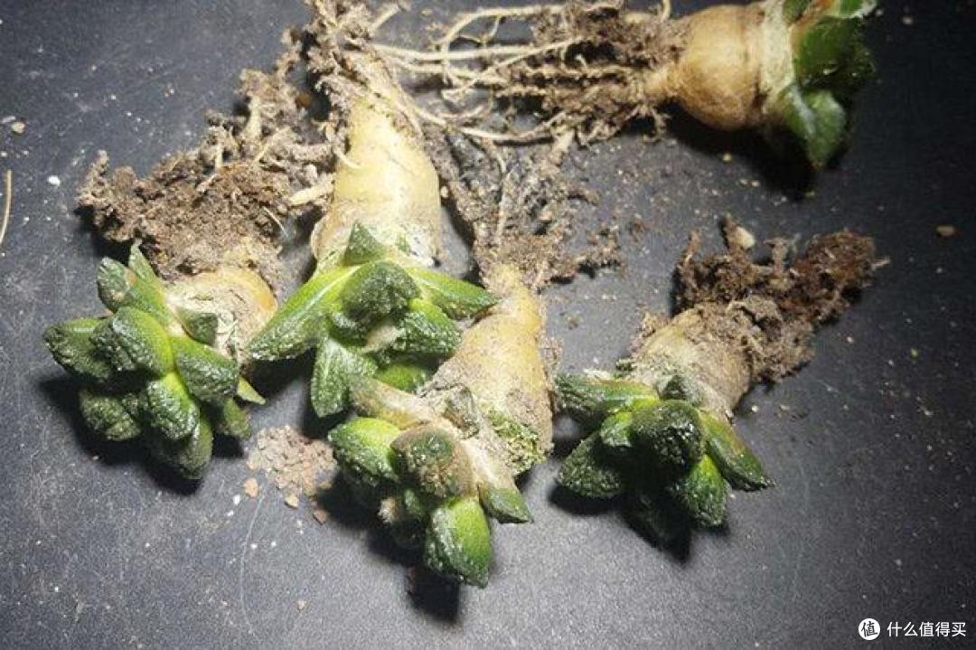 10种珍稀花木很少见,其中有3种花,很难一睹真容,你见过没?